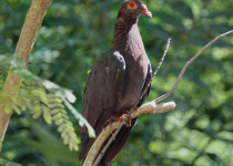 Scaly-naped Pigeon