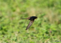 Scarce Swift