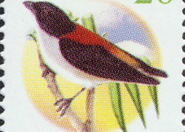 Scarlet-backed Flowerpecker