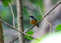 Scarlet-backed Flowerpecker