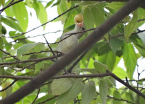 Scarlet-backed Flowerpecker