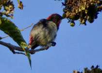 Scarlet-backed Flowerpecker