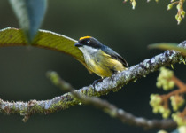 Scarlet-backed Flowerpecker