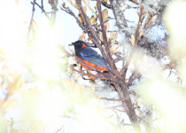 Scarlet-bellied Mountain Tanager