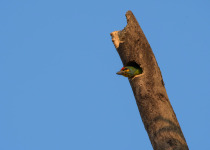 Scarlet-breasted Barbet