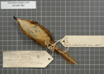 Scarlet-breasted Flowerpecker