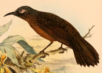 Scarlet-breasted Flowerpecker