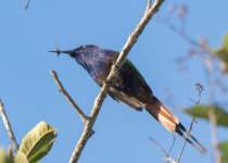 Scarlet-breasted Flowerpecker