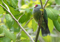 Scarlet-breasted Fruit Dove