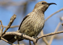 Scarlet-chested Sunbird