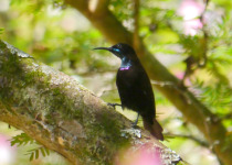 Scarlet-chested Sunbird