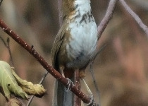 Scarlet-faced Liocichla