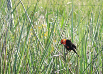 Scarlet-headed Blackbird