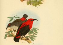 Scarlet Honeyeater