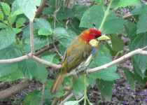 Scarlet-hooded Barbet