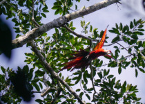 Scarlet Macaw