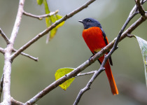 Scarlet Minivet