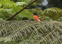 Scarlet Minivet