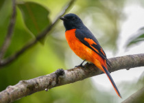 Scarlet Minivet