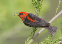 Scarlet Myzomela