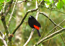 Scarlet-rumped Tanager