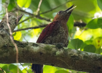 Scarlet-rumped Woodpecker