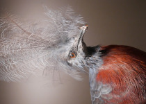 Scheepmaker's Crowned Pigeon