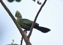 Schuett's Turaco