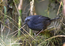 Schulenberg's Tapaculo