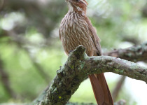 Scimitar-billed Woodcreeper