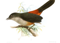 Scimitar-winged Piha