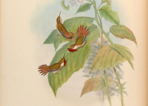 Scintillant Hummingbird