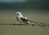 Scissor-tailed Flycatcher
