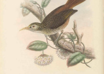 Sclater's Antwren