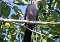 Sclater's Crowned Pigeon