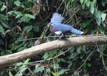 Sclater's crowned pigeon
