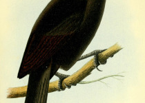 Sclater's Oriole