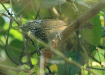 Sclater's Wren