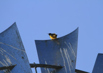 Scott's Oriole
