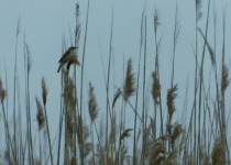 Sedge Warbler