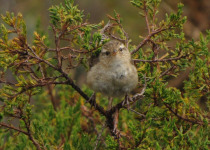 Sedge Wren
