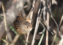 Sedge Wren
