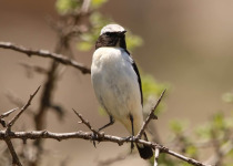 Seebohm's Wheatear