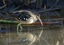 Semicollared Nightjar