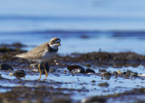 Semipalmated Plover