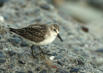 Semipalmated Sandpiper