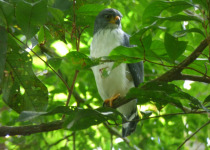 Semiplumbeous Hawk