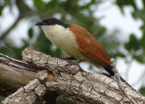 Senegal Coucal