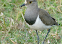 Senegal Lapwing