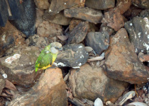 Senegal Parrot